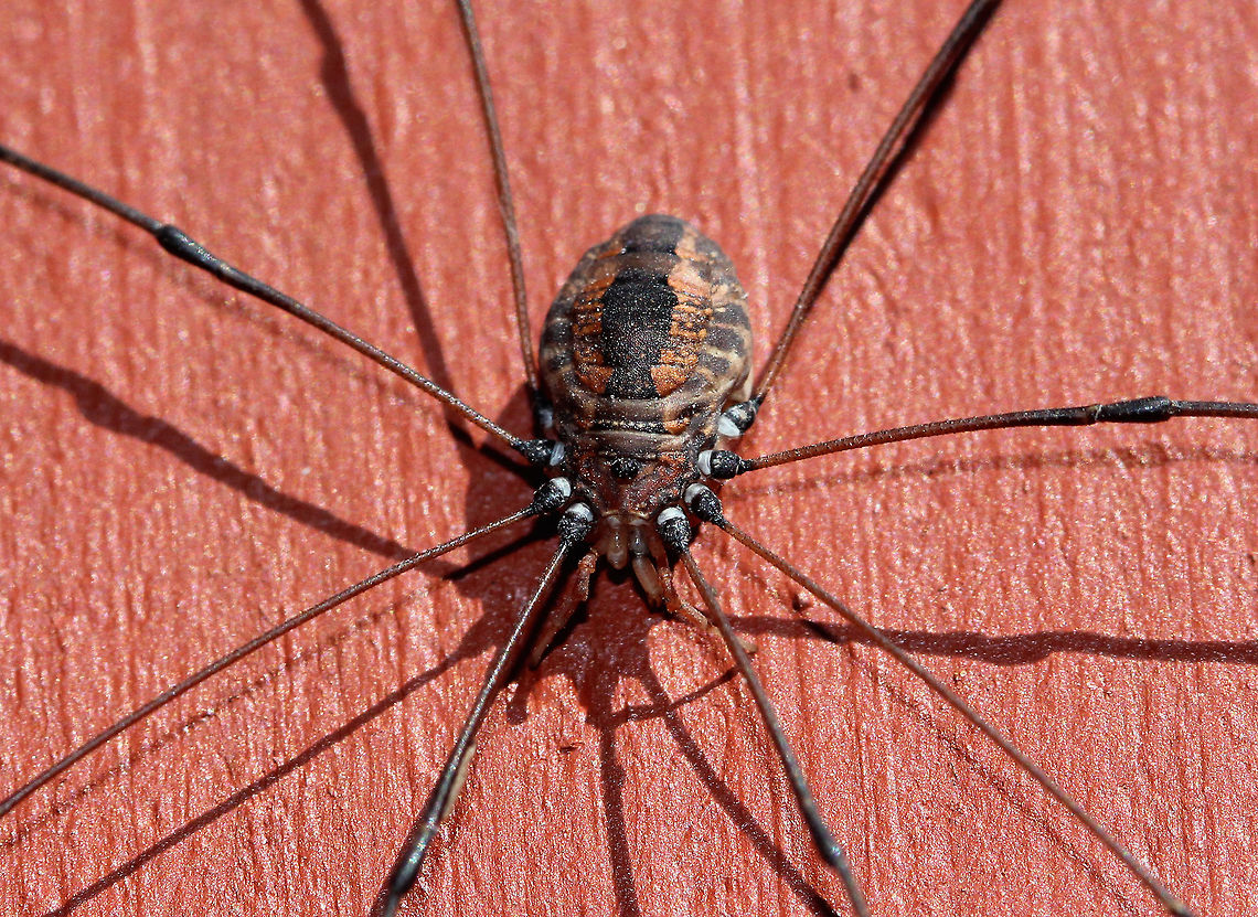 Striped Harvestman Harvestmen are arachnids, but are not spiders despite their resemblance. Easily recognized by their long legs, with the second pair acting like antennae that are very sensitive to the touch. Harvestmen have some unusual self-defense mechanisms - some species are able to spray a pungent scent as a defense mechanism. Other species practice self-amputation of a leg in order to distract a predator long enough for them to make an escape.  Geotagged,Harvestman,Leiobunum,Leiobunum vittatum,Striped Harvestman,Summer,United States