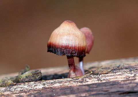 Bleeding Fairy Helmet Saprobic mushrooms with conical, knobbed caps that were tan with blood red margins. Gills were distant and cream-colored with red on the edges. 

When squeezed or cut, the flesh and stipe ooze a red blood-like latex. The species name "haematopus" literally means "blood-foot" in Greek. Bleeding Fairy Helmet,Fall,Geotagged,Mycena,Mycena haematopus,United States,fungus,mushroom