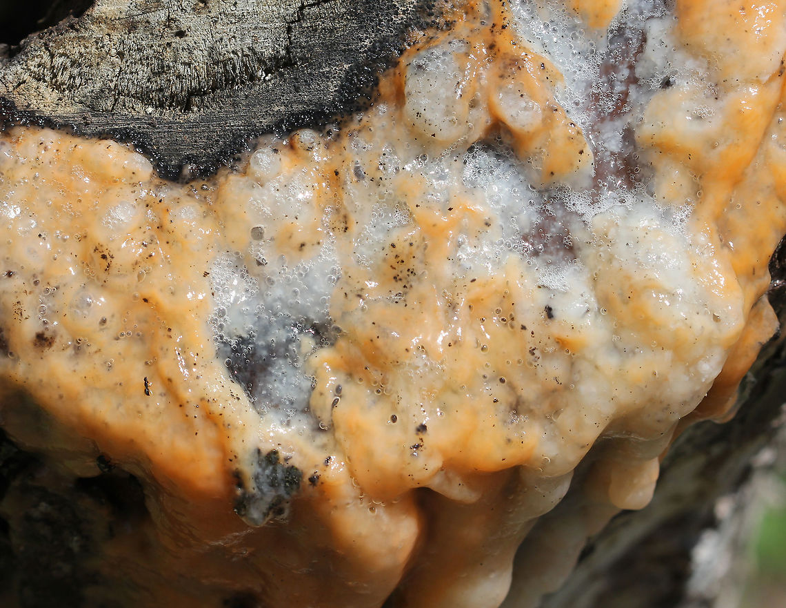 Slime Flux - Fusicolla merismoides Slime flux begins as a bacterial infection. As the bacteria grows (in the roots of the tree), methane gas is produced, which causes pressure within the tree. The pressure forces the bacterial flux through any wounds in the tree. The flux is then quickly consumed by numerous different species of fungi - mostly types of yeast. Some of these types of yeast are pathogenic to humans. So, Fusicolla merismoides is actually a complex of species - a microbial consortium. <br />
<figure class="photo"><a href="https://www.jungledragon.com/image/71694/slime_flux_-_fusicolla_merismoides.html" title="Slime Flux - Fusicolla merismoides"><img src="https://s3.amazonaws.com/media.jungledragon.com/images/3232/71694_thumb.jpg?AWSAccessKeyId=05GMT0V3GWVNE7GGM1R2&Expires=1770854410&Signature=WCJlm0%2FcojJbTE1GX7RbdWWvQzw%3D" width="102" height="152" alt="Slime Flux - Fusicolla merismoides Slime flux begins as a bacterial infection. As the bacteria grows (in the roots of the tree), methane gas is produced, which causes pressure within the tree. The pressure forces the bacterial flux through any wounds in the tree. The flux is then quickly consumed by numerous different species of fungi - mostly types of yeast. Some of these types of yeast are pathogenic to humans. So, Fusicolla merismoides is actually a complex of species - a microbial consortium. <br />
https://www.jungledragon.com/image/57588/slime_flux.html Fusicolla merismoides,Geotagged,Spring,United States" /></a></figure> Fusicolla,Fusicolla merismoides,Geotagged,Slime Flux,Spring,United States,bacteria,bacterial flux,fungus