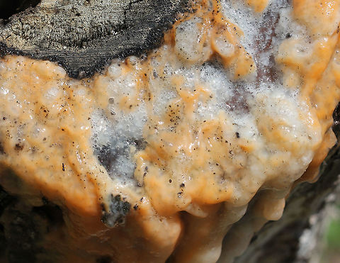 Slime Flux - Fusicolla merismoides Slime flux begins as a bacterial infection. As the bacteria grows (in the roots of the tree), methane gas is produced, which causes pressure within the tree. The pressure forces the bacterial flux through any wounds in the tree. The flux is then quickly consumed by numerous different species of fungi - mostly types of yeast. Some of these types of yeast are pathogenic to humans. So, Fusicolla merismoides is actually a complex of species - a microbial consortium. 
https://www.jungledragon.com/image/71694/slime_flux_-_fusicolla_merismoides.html Fusicolla,Fusicolla merismoides,Geotagged,Slime Flux,Spring,United States,bacteria,bacterial flux,fungus