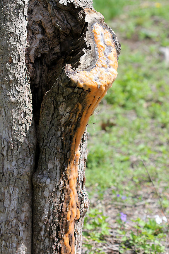 Slime Flux Slime flux begins as a bacterial infection. As the bacteria grows (in the roots of the tree), methane gas is produced, which causes pressure within the tree. The pressure forces the bacterial flux through any wounds in the tree. The flux is then quickly consumed by numerous different species of fungi - mostly types of yeast. Some of these types of yeast are pathogenic to humans. So, Fusicolla merismoides is actually a complex of species - a microbial consortium.  Fusarium merismoides,Fusicolla,Geotagged,Slime Flux,Spring,United States,bacteria,bacterial flux,fungus
