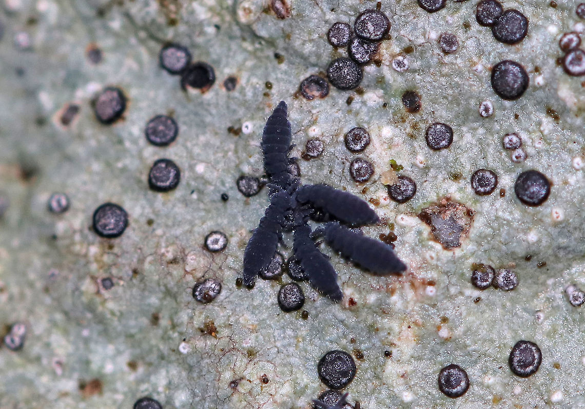 Springtails Exhibiting Intraspecific Predation Snow fleas are not a type of flea. Neither are they insects. Rather, they are arthropods that belong to the class Entognatha. During most of the year they live in the soil and leaf litter where they consume fungi and decaying vegetation. They are actually crucial decomposers! On warm winter days, they often appear on the surface of the snow and since they are tiny (~1mm) like fleas, they are referred to as &quot;snow fleas&quot;. Their migrations from the soil/leaf litter to the snow may be triggered by overcrowding or lack of food. They do not have wings, but instead have tail-like projections called furcula, which are held like a spring on the bottom of their abdomens. When a snow flea wants to move, the furcula springs down and catapults the snow flea as far as 100 times its body length! Furthermore, snow fleas in the genus Hypogastrura have three anal sacs, which they evert just before jumping. These sacs are thought to serve as sticky air bags, which prevent the snow fleas from bouncing around randomly when it lands. Pretty amazing biology! <br />
<br />
I spotted thousands of these springtails in the woods - they were all over rocks, rotting wood, trees, and leaf litter. Everything was very wet from snow melt and recent rain. Snow fleas are one of the most numerous land animals, with several hundred thousand possibly living in one cubic yard, but it was still a surprise to see as many as I did!<br />
<br />
I&#039;m wondering if food sources for these creatures are scarce right now, or if they normally engage in cannibalism because I spotted several groups clustered together eating each other, thus exhibiting a type of cannibalism called  Intraspecific Predation. <br />
 Geotagged,Hypogastrura,Hypogastrura nivicola,United States,Winter,cannibalism,collembola,intraspecific predation,snow flea,springtail