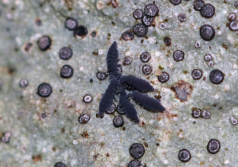 Springtails Exhibiting Intraspecific Predation Snow fleas are not a type of flea. Neither are they insects. Rather, they are arthropods that belong to the class Entognatha. During most of the year they live in the soil and leaf litter where they consume fungi and decaying vegetation. They are actually crucial decomposers! On warm winter days, they often appear on the surface of the snow and since they are tiny (~1mm) like fleas, they are referred to as "snow fleas". Their migrations from the soil/leaf litter to the snow may be triggered by overcrowding or lack of food. They do not have wings, but instead have tail-like projections called furcula, which are held like a spring on the bottom of their abdomens. When a snow flea wants to move, the furcula springs down and catapults the snow flea as far as 100 times its body length! Furthermore, snow fleas in the genus Hypogastrura have three anal sacs, which they evert just before jumping. These sacs are thought to serve as sticky air bags, which prevent the snow fleas from bouncing around randomly when it lands. Pretty amazing biology! 

I spotted thousands of these springtails in the woods - they were all over rocks, rotting wood, trees, and leaf litter. Everything was very wet from snow melt and recent rain. Snow fleas are one of the most numerous land animals, with several hundred thousand possibly living in one cubic yard, but it was still a surprise to see as many as I did!

I'm wondering if food sources for these creatures are scarce right now, or if they normally engage in cannibalism because I spotted several groups clustered together eating each other, thus exhibiting a type of cannibalism called  Intraspecific Predation. 
 Geotagged,Hypogastrura,Hypogastrura nivicola,United States,Winter,cannibalism,collembola,intraspecific predation,snow flea,springtail