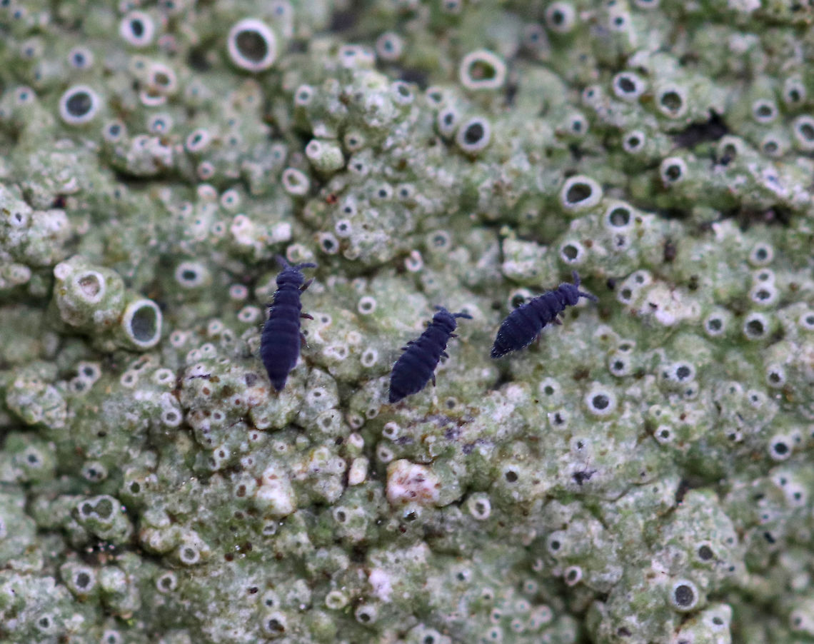 Springtails Springtails get their name from a special appendage on their abdomens. This appendage, called the furcula enables springtails to jump through the air nearly 100 times the length of their own bodies. They mate during spring and can lay hundreds of eggs. Since they are immune to the cold, they are often seen in late winter/early spring once the snow begins to melt.<br />
<br />
 I spotted thousands of these springtails in the woods today - they were all over rocks, rotting wood, trees, and leaf litter. Everything was very wet from snow melt and recent rain. I&#039;m wondering if food sources for these insects is scarce right now, or if they normally engage in cannibalism because I spotted several groups clustered together eating each other. <br />
<br />
 They were approximately 1mm long. Collembola,Geotagged,Hypogastrura,Hypogastrura nivicola,Snow flea,Springtails,United States,Winter,snow flea,springtail