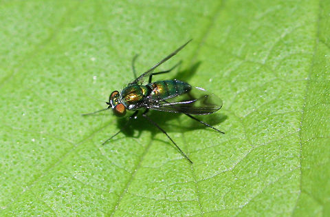 Longlegged Fly This little fly had a green body, black legs, and black antennae. Condylostylus,Condylostylus patibulatus,Geotagged,Long legged fly,Longlegged Fly,Spring,United States,fly