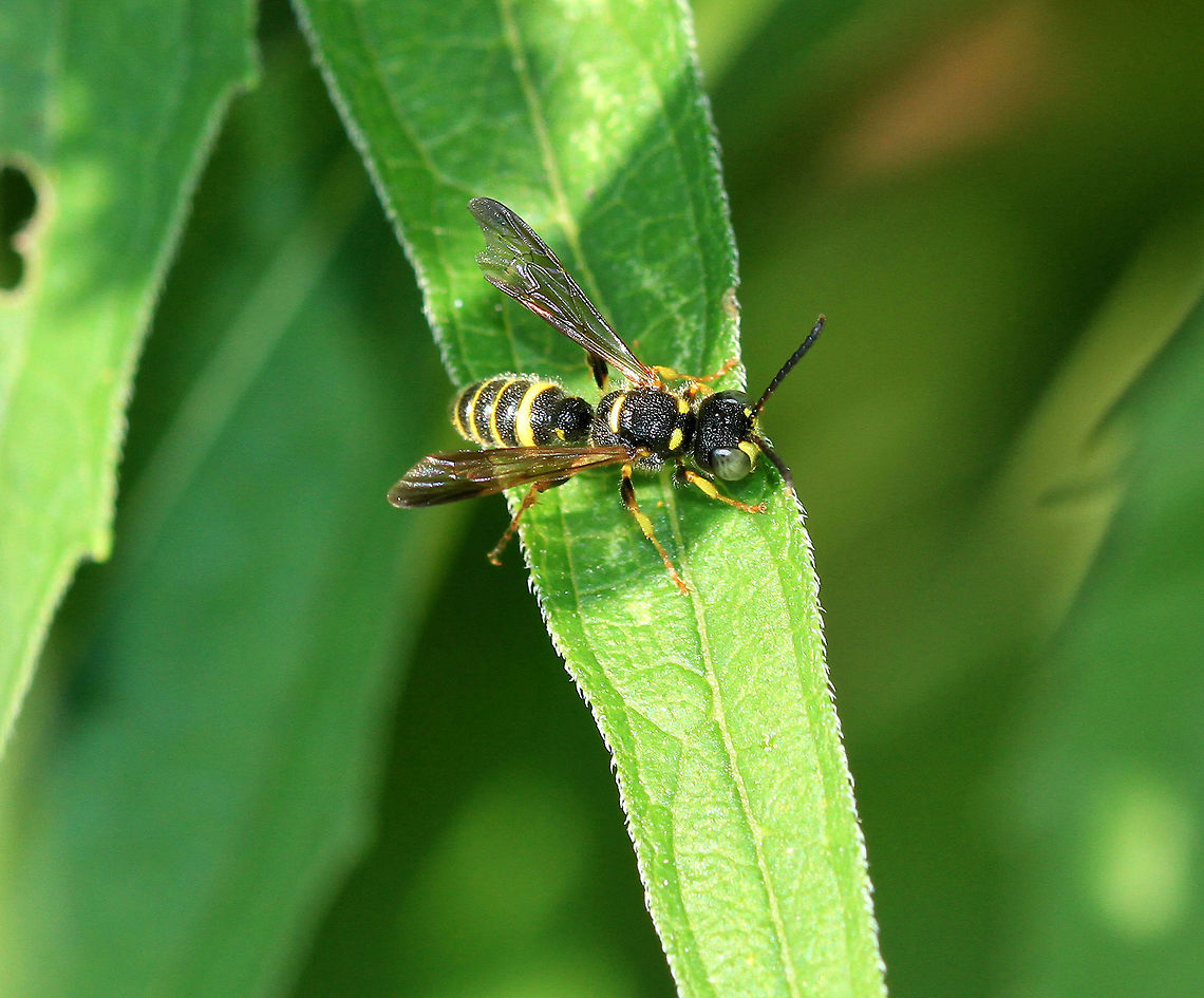 Weevil Wasp This species of wasp preys exclusively on acorn weevils.  The females dig nests in the ground where they create cells and lay a fertilized egg. Next, the female wasp goes off in search of a weevil. She stings and paralyzes her prey, and then the weevil is brought back to the nest and stuffed inside the cell where they will remain paralyzed until the wasp larva hatches.  Immediately after hatching, the larva feeds on the alive, yet paralyzed weevil.  Eventually, the wasp larva pupates, after which the adult form will leave the nest.  Cerceris,Cerceris halone,Geotagged,Summer,United States,wasp,weevil wasp