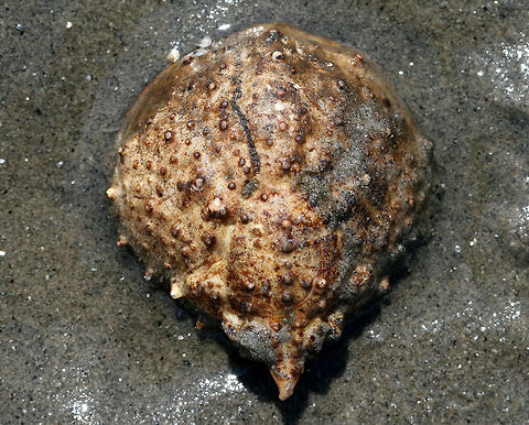 Portly Spider Crab Carapace This spider crab has a roughly triangular outline and a very heavily calcified carapace. It was about 100 mm long. But, with the legs, it would have been 300 mm long. Geotagged,Libinia,Libinia emarginata,Portly Spider Crab Carapace,Summer,United States,carapace,crab,spider crab