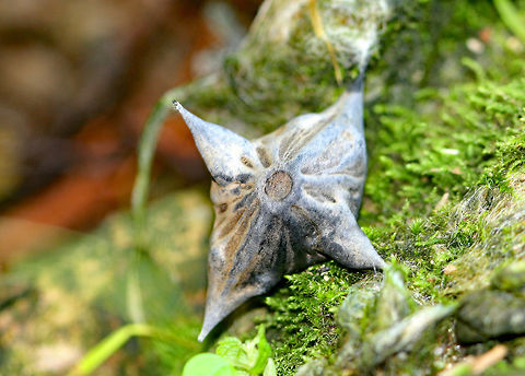 Eurasian Water Chestnut Trapa natans is an invasive aquatic plant that was released inadvertently into waters of the northeast in the late 1800s. It has spread throughout New York State, clogging waterways and negatively impacting native species. The density of the vegetation limits light penetration into the water and reduces the growth of native aquatic plants. This reduced plant growth in addition to the yearly decomposition of the water chestnut plants, results in reduced levels of dissolved oxygen in the water, thus impacting aquatic organisms, and leading to fish kills. The abundant growth of water chestnut outcompetes submerged and emergent native aquatic vegetation and seriously impacts the aquatic ecosystem . Eurasian Water Chestnut,Geotagged,Spring,Trapa,Trapa natans,United States,Water caltrop,water chestnut