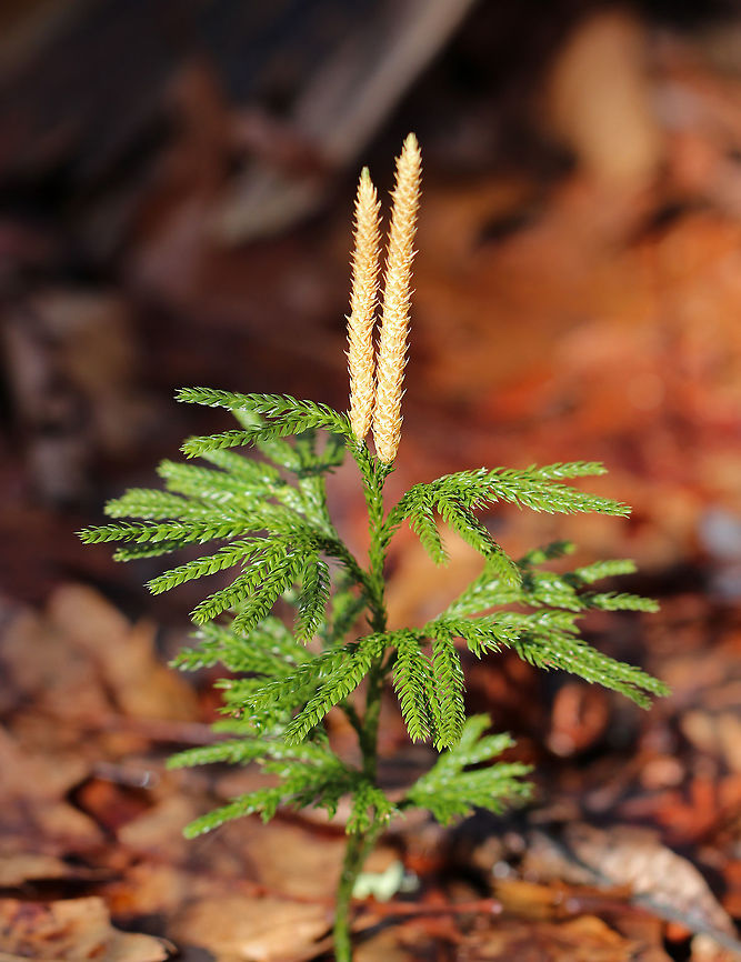 Rare Clubmoss This plant has a superficial resemblance to conifers. However, it is much smaller and the above ground parts rarely reach more 15 cm tall. The plants I spotted were 10cm tall or less. Interestingly, the main stem is a creeping rhizome that grows below ground. Unfortunately, the harvest of rare clubmoss has caused it to become threatened in several areas. I spotted a lot of these growing on the ground in a mixed, swampy forest while out doing a homeschool science lesson with my kids. They thought these plants were baby pine trees :) Dendrolycopodium obscurum,Geotagged,Lycopodium obscurum,Rare Clubmoss,United States,Winter,club moss,clubmoss