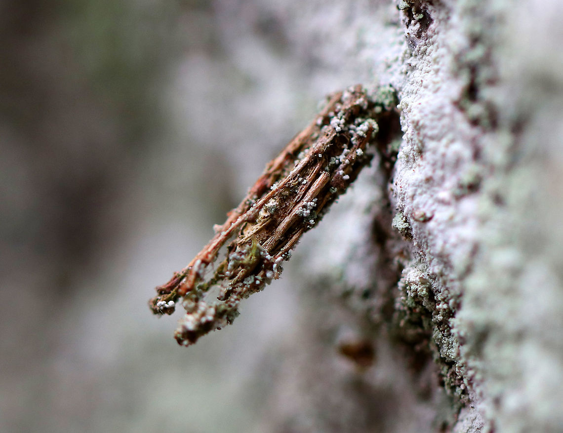 Bagworm Case - Family Psychidae Bagworms are not really worms, but are caterpillars - they are the immature stage of a moth. They're called "bagworms" because they construct bags/cases that are covered with pieces of twigs and/or leaves. The caterpillars feed by sticking their heads out of the top of the bag and chewing on nearby leaves or lichens. They live in these bags until they pupate (also inside the bag). Males emerge a little earlier than females, leaving their bag and flying off in search of a mate. Females emerge eyeless, wingless, and legless! So, she remains in her bag, but emits a pheromone to alert males of her presence. Males locate the females and mate. Once mated, a female lays eggs and dies, leaving a bag full of eggs that will hatch the following spring. I peeked inside this case and it did not have a caterpillar in it, but I did see remnants of a pupal skin. I decided that it was best left undisturbed though in case there were eggs inside.<br />
<br />
The case was attached to a lichen and moss covered rock. Some bagworm larvae eat lichens, so this would seem to be a good location for the case. Bagworm Case,Family Psychidae,Geotagged,Psychidae,United States,Winter,bagworm,bagworm moth case,moth week 2018
