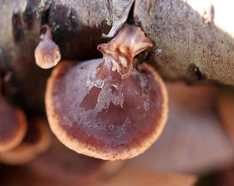 Veiled Panus - Tectella patellaris The fruiting bodies were brown with a pale tan margin. They were clamshell-shaped and lacked a true stem. There was a white bloom on some of the caps. Gills were tan.
https://www.jungledragon.com/image/71594/veiled_panus_-_tectella_patellaris.html Geotagged,Tectella,Tectella patellaris,United States,Veiled Panus,Winter,fungus,mushroom