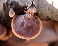 Veiled Panus - Tectella patellaris The fruiting bodies were brown with a pale tan margin. They were clamshell-shaped and lacked a true stem. There was a white bloom on some of the caps. Gills were tan.<br />
https://www.jungledragon.com/image/71594/veiled_panus_-_tectella_patellaris.html Geotagged,Tectella,Tectella patellaris,United States,Veiled Panus,Winter,fungus,mushroom
