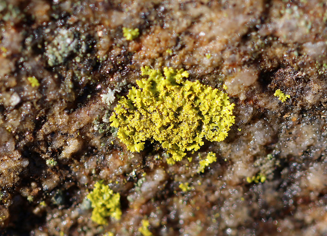 Candleflame Lichen Small, foliose neon yellow lichen that was 1 cm wide. Candelaria,Candelaria concolor,Candleflame Lichen,Geotagged,United States,Winter,concolor lemon lichen,lichen
