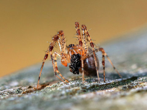 Marbled Orb Weaver (Male) This spider was 1cm long. It was carrying a blob of "goo", which I'm guessing was lunch.  Araneus,Araneus marmoreus,Geotagged,Marbled Orb Weaver,Marbled orb-weaver,Pumpkin Spider,United States,Winter,male marbled orb weaver,orb weaver,spider