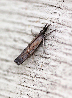 Changeable Grass-veneer Moth Small, nondescript moth with interesting head gear. It was only ~2mm wide and ~1-1.5cm long. Changeable Grass-veneer Moth,Fissicrambus mutabilis,Geotagged,Summer,United States,moth,moth week 2018