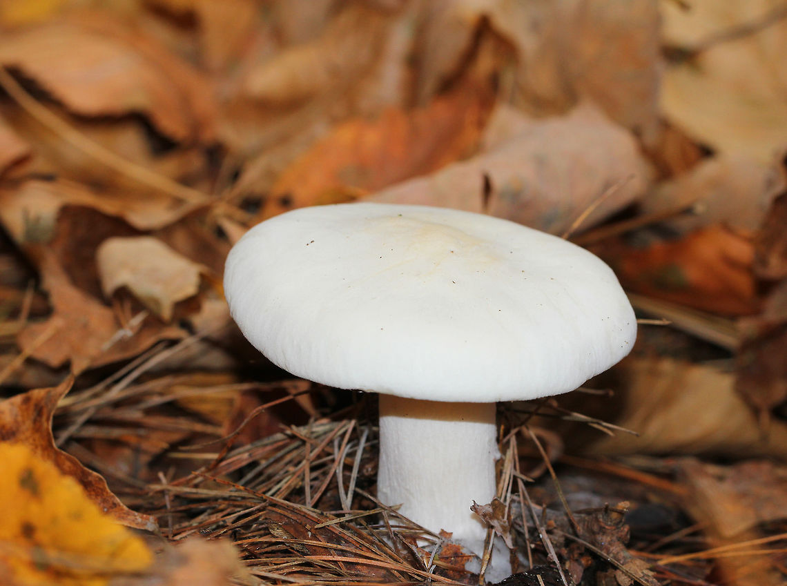 Foul Clitocybe It was all white and was approximately 6cm tall. The gills had a slight yellow tint and ran down the stem a bit. The cap was dry and the margin was inrolled. Stem base was slightly enlarged.  Clitocybe robusta,Fall,Foul Clitocybe,Geotagged,United States,fungus,mushroom,white mushroom