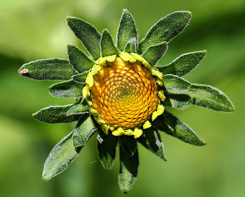 False sunflower