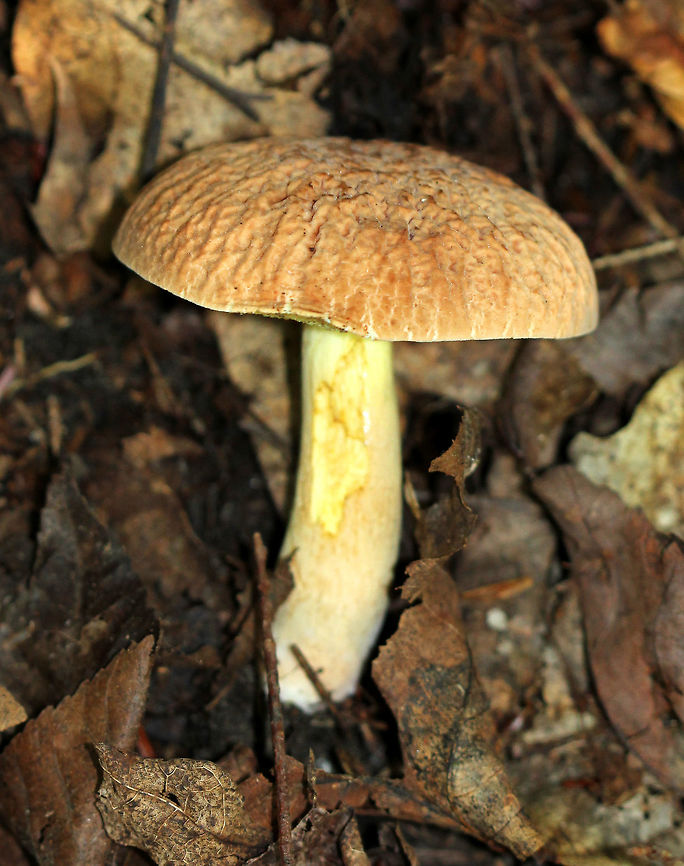 Corrugated Bolete - Xerocomus hortonii The cap was light tan/orange and had a rough, wrinkled texture.  Light yellow pores and stem.<br />
<figure class="photo"><a href="https://www.jungledragon.com/image/71676/corrugated_bolete_-_xerocomus_hortonii.html" title="Corrugated Bolete - Xerocomus hortonii"><img src="https://s3.amazonaws.com/media.jungledragon.com/images/3232/71676_thumb.jpg?AWSAccessKeyId=05GMT0V3GWVNE7GGM1R2&Expires=1769040010&Signature=HFhvKEq2Jp31wi3%2FAHeQJ%2FQPBUk%3D" width="200" height="142" alt="Corrugated Bolete - Xerocomus hortonii The cap was light tan/orange and had a rough, wrinkled texture. Light yellow pores and stem.<br />
https://www.jungledragon.com/image/57675/corrugated_bolete.html Geotagged,Summer,United States,Xerocomus hortonii,bolete" /></a></figure> Corrugated Bolete,Geotagged,Summer,United States,Xerocomus hortonii,bolete,mushroom