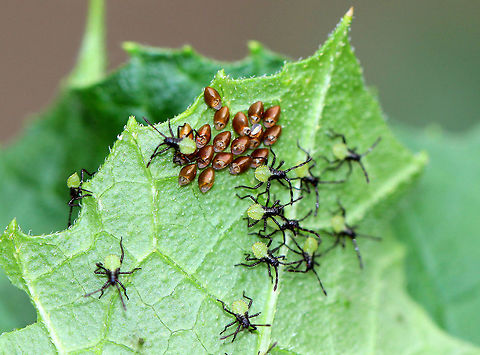 Squash Bug Nymphs First instar nymphs that had just hatched out of their eggs. They were hairy with light green abdomens, black heads, and black legs. They were about 3 mm long. The eggs were red and elliptical in shape, resembling tiny grape tomatoes. I spotted these nymphs on cucumber plants in an organic garden.

Squash bugs cause severe damage to plants because they secrete highly toxic saliva into the plants. As a result, the foliage wilts, turns black, and dies following feeding. This malady is sometimes referred to as "anasa wilt", which can kill a plant. However, the amount of damage to a plant is directly proportional to the density of the squash bugs feeding on it. Additionally ,squash bugs can vector a bacterium, Serratia marcescens, which causes Cucurbit Yellow Vine Disease. The insects transmit the pathogen and can harbor it within their bodies during the winter. Serratia marcescens is an interesting bacterium because it is opportunistic and different strains can colonize the tissues of both plants and animals. In insects, Serratia is not usually fatal, and squash bugs are not known to suffer any ill effects from infection. However, I once had an entire colony of mosquitoes succumb to a particularly acute infection of Serratia marcescens. The mosquitoes actually turned blood red from the ferocity of the infection.  Anasa tristis,Geotagged,Squash Bug,Squash Bug Nymphs,Summer,United States,bugs,nymphs