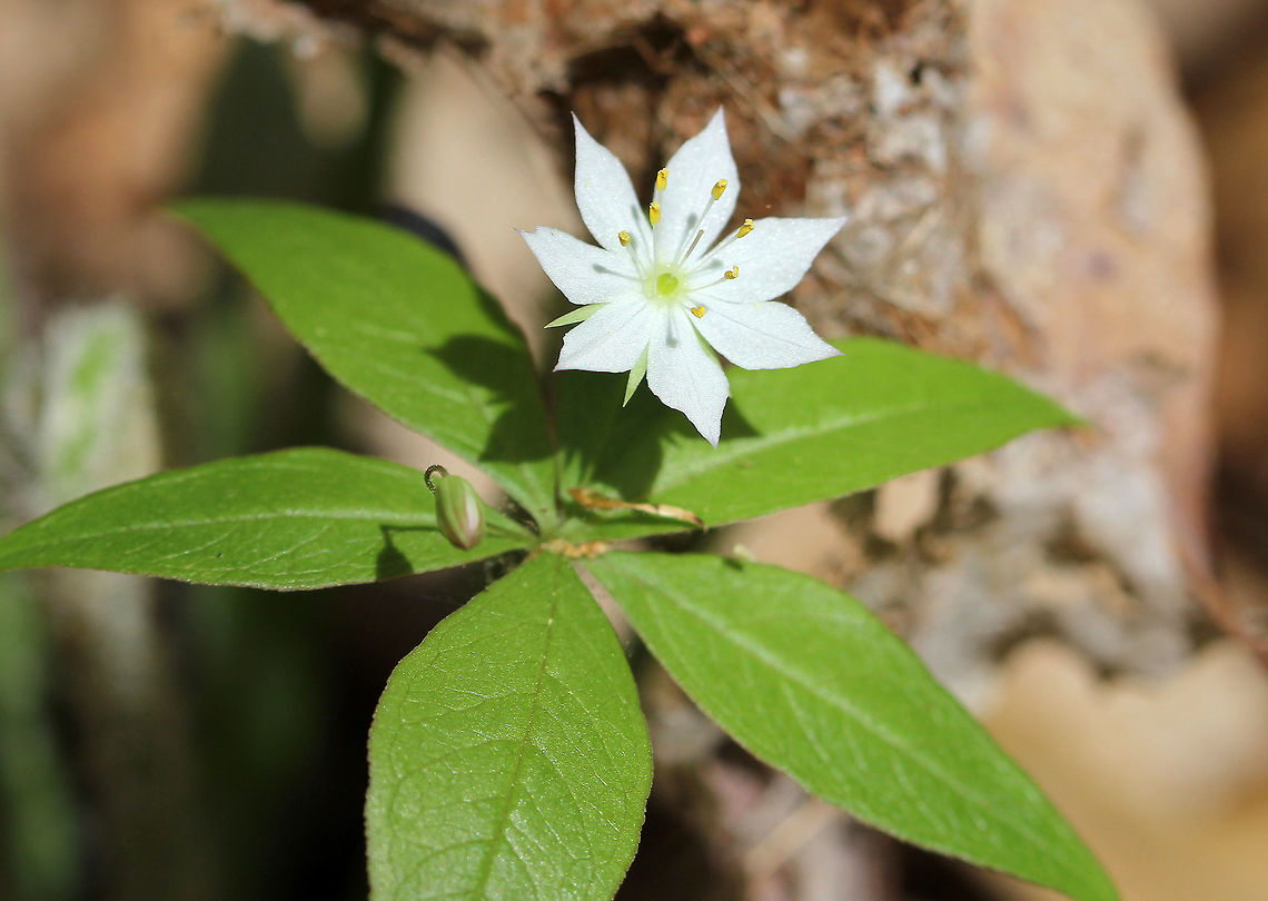 Starflower Starflower has delicate star-shaped flowers with 5-9 white petals. Leaves are simple and occur in whorls at the tip of the stem. Geotagged,Spring,Starflower,Trientalis borealis,United States,flower,white,white wildflower,wildflower
