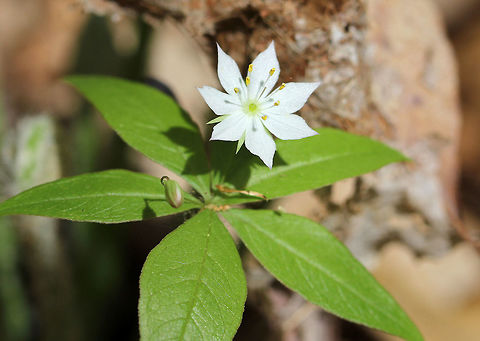 Starflower Starflower has delicate star-shaped flowers with 5-9 white petals. Leaves are simple and occur in whorls at the tip of the stem. Geotagged,Spring,Starflower,Trientalis borealis,United States,flower,white,white wildflower,wildflower