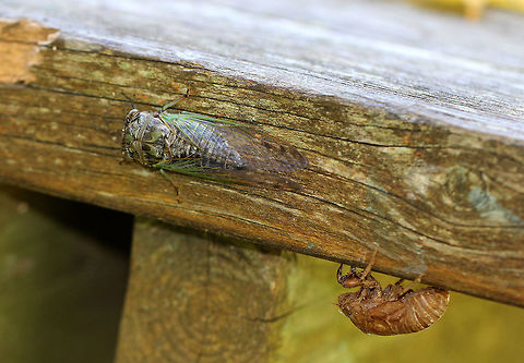 Dog-day Cicada with Exuviae This species of cicada is highly variable pattern and coloration. This spotting shows the green morph, which typically has a green and black pattern and was about 4cm long.
I spotted this cicada on a picnic table in a mixed forest bordering a river and meadow. It was resting a couple inches away from its exuviae, where it must have recently eclosed from. I found numerous other cicadas and exuviae in the area of this one. Dog-day Cicada,Dog-day Cicada with Exuviae,Geotagged,Neotibicen,Neotibicen canicularis,Summer,United States,cicada,cicada exuviae,exuviae