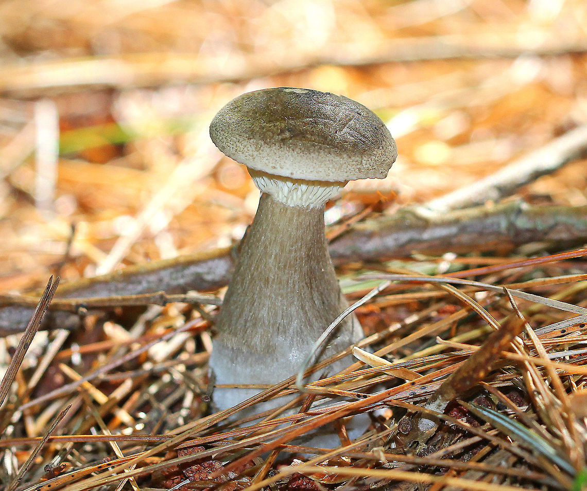 Club-footed Clitocybe Mushroom with grayish brown stem and cap. The stem was bulbous with a swollen base. Cream colored gills that ran down the stem. It was approximately 5cm tall. Ampulloclitocybe clavipes,Clitocybe clavipes,Club-footed Clitocybe,Geotagged,Summer,United States,clitocybe,fungus,mushroom