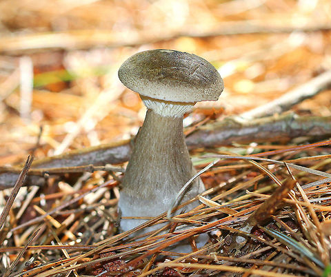 Club-foot Clitocybe