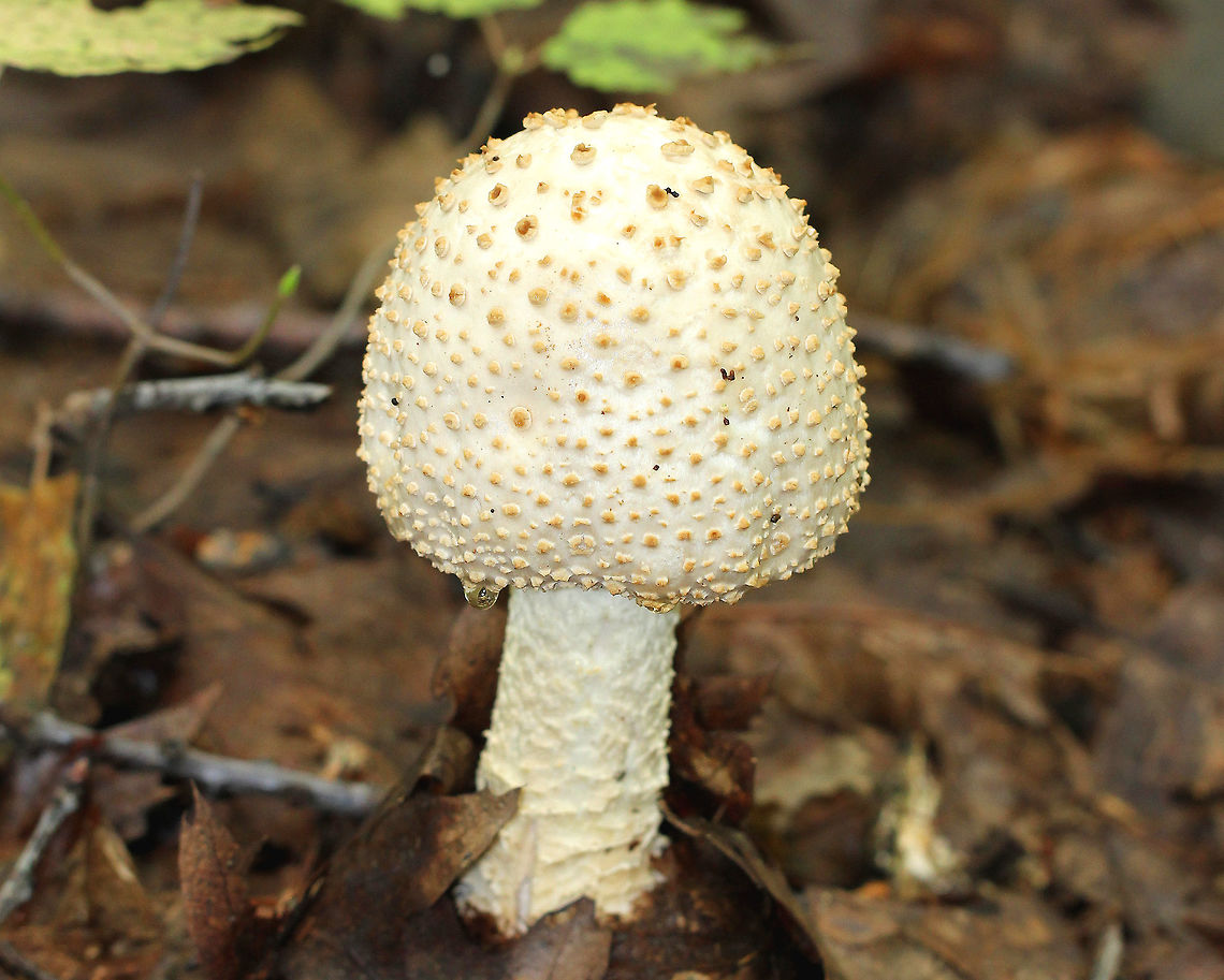 Atkinson's Lepidella Large mushroom (13cm tall) with a white cap that was covered in reddish brown warts. The stem was whitish yellow and was covered with brown floccose material.  Amanita,Amanita atkinsoniana,Atkinson's Lepidella,Geotagged,Summer,United States,fungus,mushroom