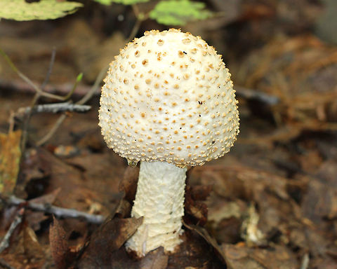 Atkinson's Lepidella Large mushroom (13cm tall) with a white cap that was covered in reddish brown warts. The stem was whitish yellow and was covered with brown floccose material.  Amanita,Amanita atkinsoniana,Atkinson's Lepidella,Geotagged,Summer,United States,fungus,mushroom