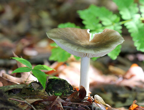 Platterful Mushroom Large mushroom with a 6-7cm cap that was olive-tan in color. White stem and notched, white gills.  Geotagged,Megacollybia,Megacollybia rodmani,Megacollybia rodmanii,Platterful Mushroom,Summer,United States,fungi,fungus,mushroom