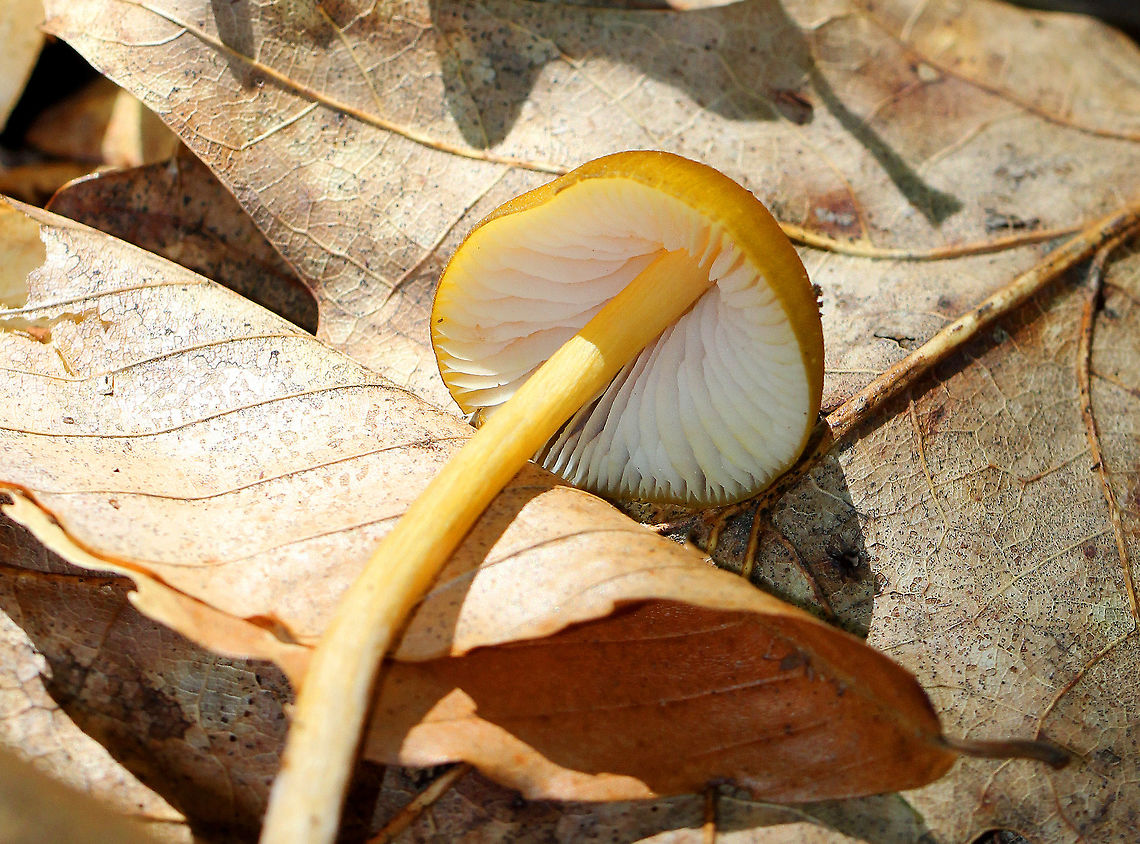 Entoloma Luteum Bright yellow/orange conical cap. White gills, which become pink with age. Long, fragile, yellow stem. Mushroom was approximately 6-7 cm tall. Entoloma,Entoloma Luteum,Entoloma luteum,Geotagged,Summer,United States,fungus,mushroom