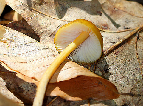 Entoloma Luteum Bright yellow/orange conical cap. White gills, which become pink with age. Long, fragile, yellow stem. Mushroom was approximately 6-7 cm tall. Entoloma,Entoloma Luteum,Entoloma luteum,Geotagged,Summer,United States,fungus,mushroom