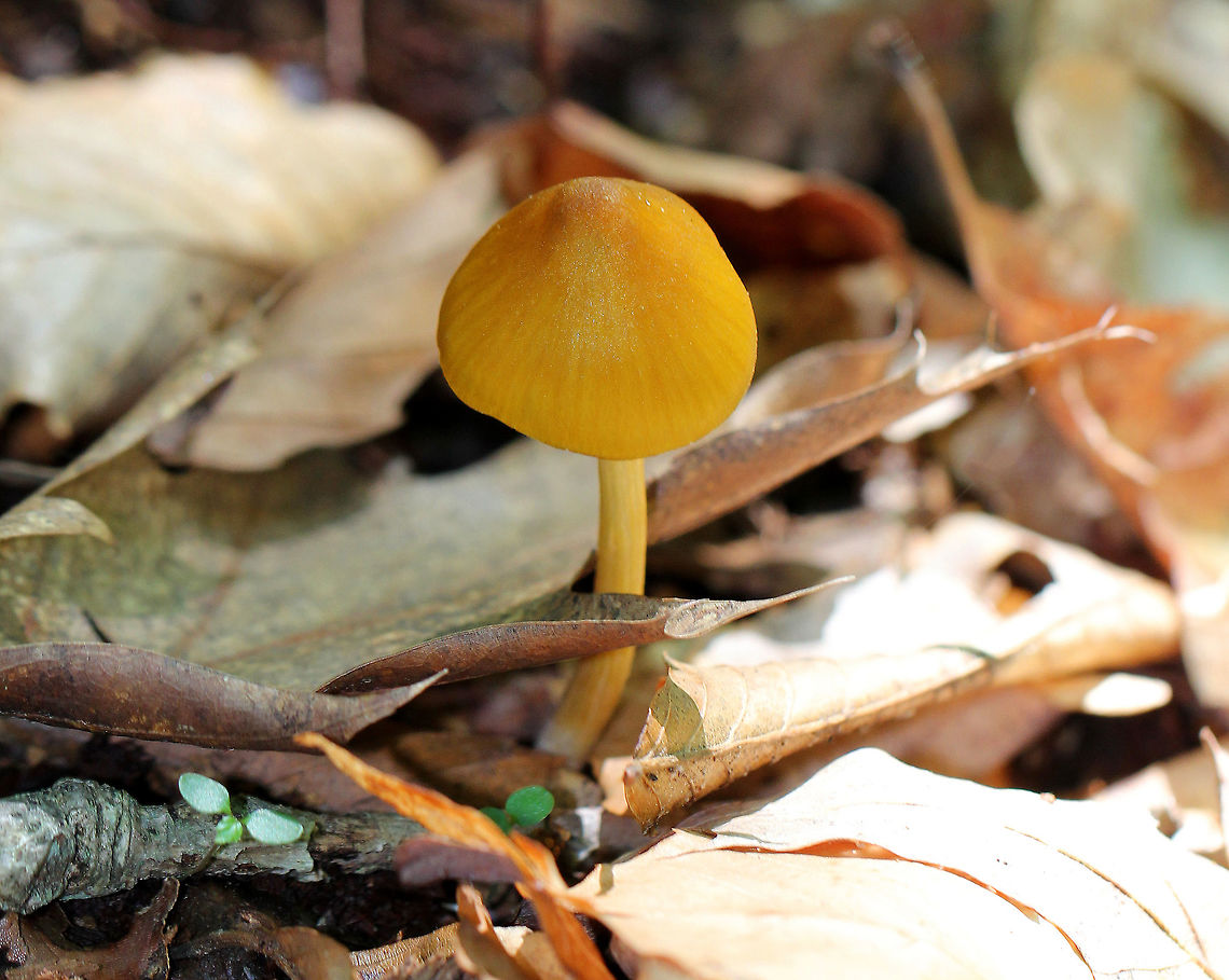 Entoloma Luteum Bright yellow/orange conical cap. White gills, which become pink with age. Long, fragile, yellow stem. Mushroom was approximately 6-7 cm tall.  Entoloma,Entoloma Luteum,Entoloma luteum,Geotagged,Summer,United States,fungus,mushroom
