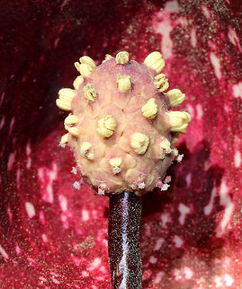 Skunk Cabbage Spadix The first wildflower of the year: skunk cabbage! Too bad it smells so horrible!

The flowers emerge in early spring before the leaves. The entire plant generates heat through cyanide-free cellular respiration, which makes it one of the few plants capable of thermogenesis. The plants can produce temperatures of 15-35 degrees C! This allows them to grow through the frozen ground. The heat also helps spread the odor of their flowers to attract early spring pollinators. 

The flowers consist of two parts: a spathe and a spadix. The spathe, which is mottled maroon in color, is a modified leaf that looks like a hood. The spathe surrounds a spadix, which is a cylindrical structure that contains lots of tiny flowers packed together. The spadix can be yellow, pink, or purple. 

Skunk cabbage is not a true cabbage plant, but is a member of a mostly tropical family of plants, Araceae. It gets its name from the pungent skunk-like odor that is released when any part of the plant is broken or damaged, and from its huge, green leaves that grow in a rosette and look somewhat like a cabbage. Araceae,Eastern skunk cabbage,Geotagged,Symplocarpus,Symplocarpus foetidus,United States,Winter,skunk cabbage,spadix