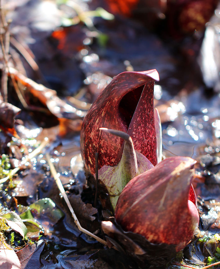 Skunk Cabbage The first wildflower of the year: skunk cabbage! Too bad it smells so horrible!<br />
<br />
 The flowers emerge in early spring before the leaves. The entire plant generates heat through cyanide-free cellular respiration, which makes it one of the few plants capable of thermogenesis. The plants can produce temperatures of 15-35 degrees C! This allows them to grow through the frozen ground. The heat also helps spread the odor of their flowers to attract early spring pollinators. <br />
<br />
 The flowers consist of two parts: a spathe and a spadix. The spathe, which is mottled maroon in color, is a modified leaf that looks like a hood. The spathe surrounds a spadix, which is a cylindrical structure that contains lots of tiny flowers packed together. The spadix can be yellow, pink, or purple. <br />
<br />
 Skunk cabbage is not a true cabbage plant, but is a member of a mostly tropical family of plants, Araceae. It gets its name from the pungent skunk-like odor that is released when any part of the plant is broken or damaged, and from its huge, green leaves that grow in a rosette and look somewhat like a cabbage.  Eastern skunk cabbage,Geotagged,Symplocarpus foetidus,United States,Winter,skunk cabbage