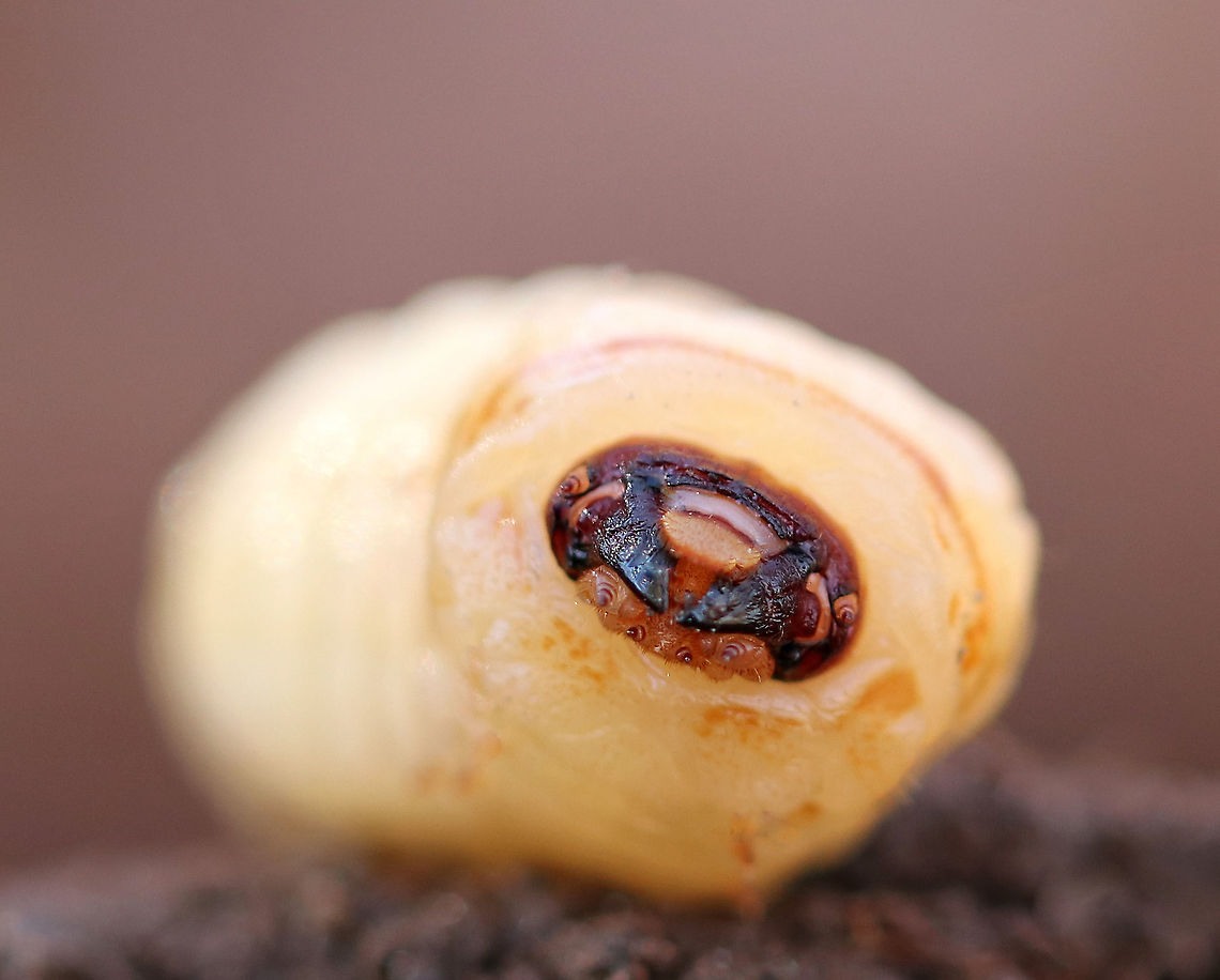 Longhorn Beetle Larva - Family Cerambycidae Such a cute face! This chubby fella was cream-colored and had a brown head capsule. It was about 5cm long. <br />
<br />
The life span of most longhorn beetles (in temperate regions) ranges from one to three years. The majority of their lives are spent in the larval stage. When the adults finally emerge, they disperse, reproduce, and then die within a few days to months. Cerambycidae,Family Cerambycidae,Geotagged,Longhorn Beetle Larva,United States,Winter,beetle larva
