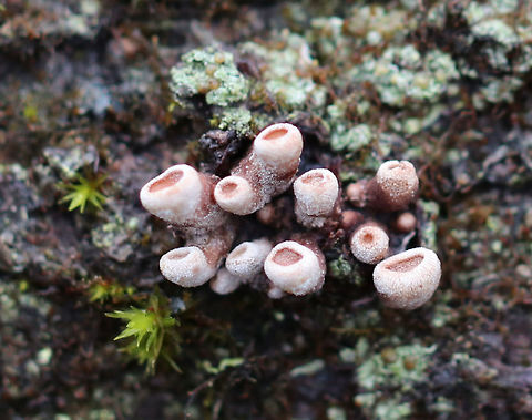 Spring Hazelcup Tiny fungi growing on the side of a log in a mixed, but mostly deciduous forest with lots of oak. They had a fuzzy outer surface and a pinkish inner surface and were sort of cup-shaped. Each fruiting body was 1-2 mm tall, and they were growing in a cluster. Encoelia,Encoelia furfuracea,Geotagged,Spring Hazelcup,United States,Winter,fungi,fungus
