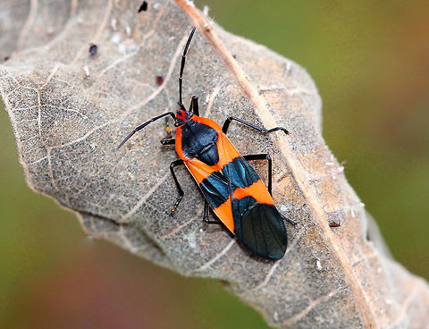 Large Milkweed Bug Orange and black bug with forward-pointing triangles anteriorly and orange backward-pointing triangles posteriorly, separated by a black band in the middle.

Oncopeltus fasciatus is a model organism, and is often reared for laboratory experiments. These insects are very easy to rear and handle, have a short developmental time, and high fecundity. When I was in graduate school, I reared these insects and helped conduct experiments to investigate the potential for nontarget effects of entomopathogenic fungi used in the biological control of ticks.  Fall,Geotagged,Large Milkweed Bug,Large milkweed bug,Oncopeltus fasciatus,United States,bug,oncopeltus