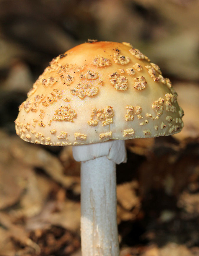 Blusher Mushroom - Amanita amerirubescens group Orange-tan cap with remnants of volva present as warts. Cream colored gills. Stem had a pink hue. This mushroom was at least 10 cm tall.<br />
<br />
The exact species of this mushroom is unknown, but it is in the Amanita amerirubescens group. Amanita expert Rod Tulloss has documented several eastern North American versions of Amanita rubescens, which now temporarily share the provisional name of "Amanita amerirubescens." Amanita amerirubescens,Amanita amerirubescens group,Blusher Mushroom,Eastern American Blusher,Geotagged,Summer,United States,amanita,fungus,mushroom