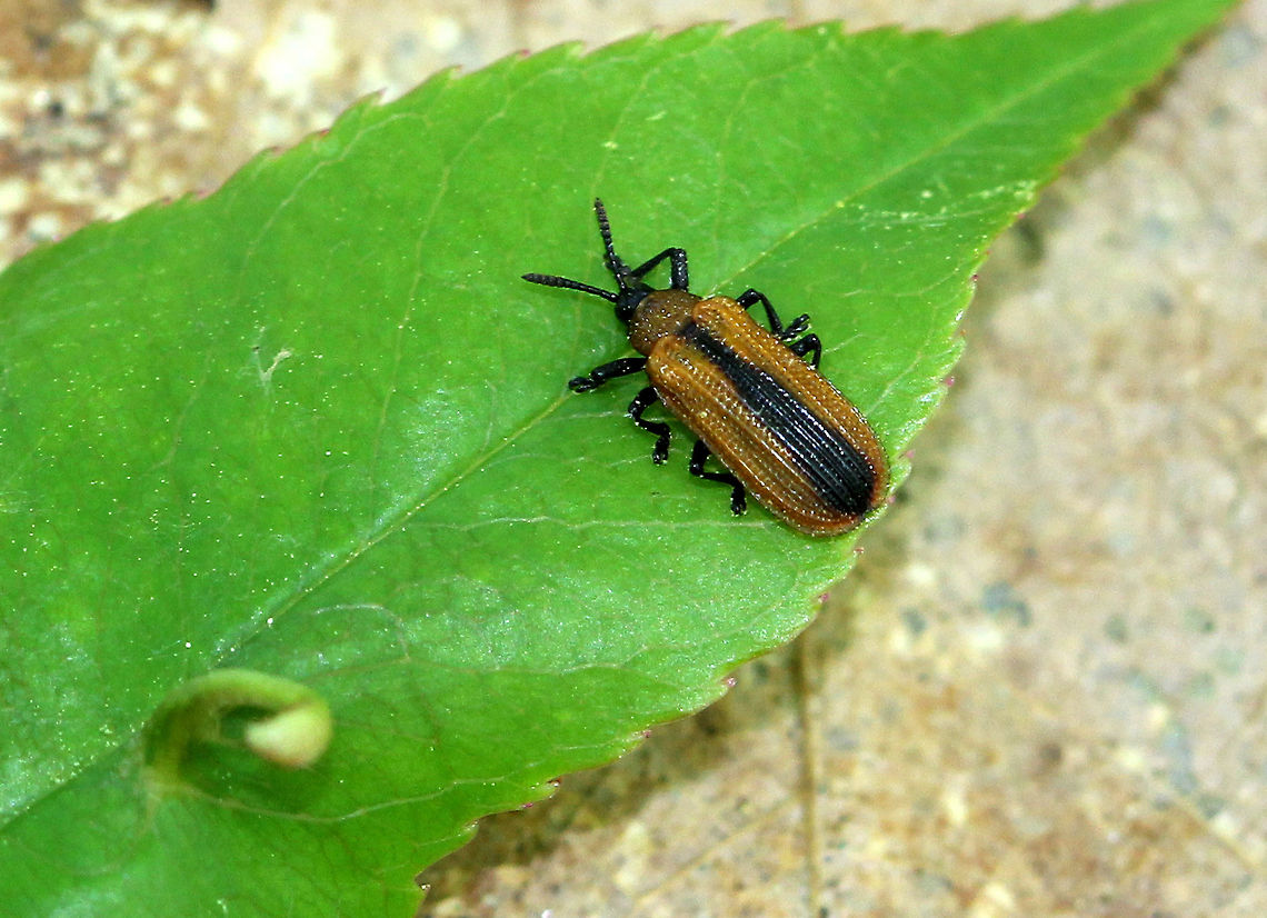 Locust Leaf Miner The antennae, legs, and head of Odontota dorsalis are black. The pronotum and elytra are yellowish brown, while the elytra have a black sutural stripe. The pronotum is widest at base. The elytra at the base are wider than the pronotum. The elytra are so punctate as to have a waffled appearance.<br />
<br />
Adults skeletonize and eat holes in the leaves. Larvae mine the tissue between the upper and lower-leaf surface.  I saw hundreds of these beetles along the Hudson River. Geotagged,Leafminer,Locust Leaf Miner,Odontota,Odontota dorsalis,Spring,United States,beetle