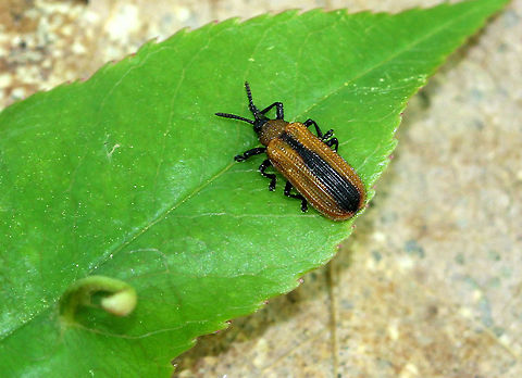 Locust Leaf Miner The antennae, legs, and head of Odontota dorsalis are black. The pronotum and elytra are yellowish brown, while the elytra have a black sutural stripe. The pronotum is widest at base. The elytra at the base are wider than the pronotum. The elytra are so punctate as to have a waffled appearance.

Adults skeletonize and eat holes in the leaves. Larvae mine the tissue between the upper and lower-leaf surface.  I saw hundreds of these beetles along the Hudson River. Geotagged,Leafminer,Locust Leaf Miner,Odontota,Odontota dorsalis,Spring,United States,beetle