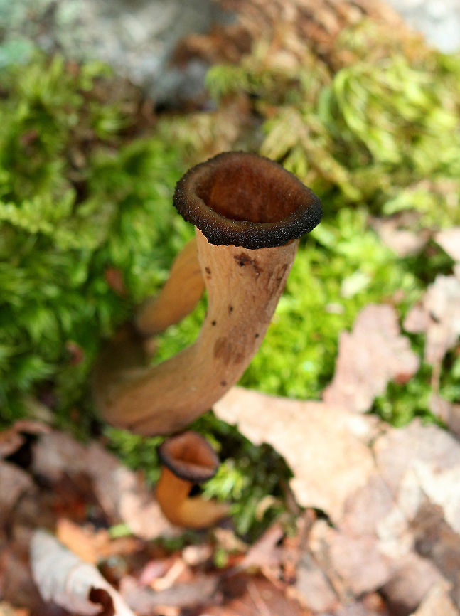 Black Trumpet The trumpets are 1-5 cm wide and 3-9 cm high. They don't have a clearly defined cap or stem, but are tubular at first and then become deeply vase-shaped with age. <br />
<br />
This is a common mushroom species, but can be hard to see because of it's size, color, and shape. <br />
Black Trumpet,Craterellus,Craterellus fallax,Geotagged,Summer,United States,craterellus fallax,fungus,mushroom