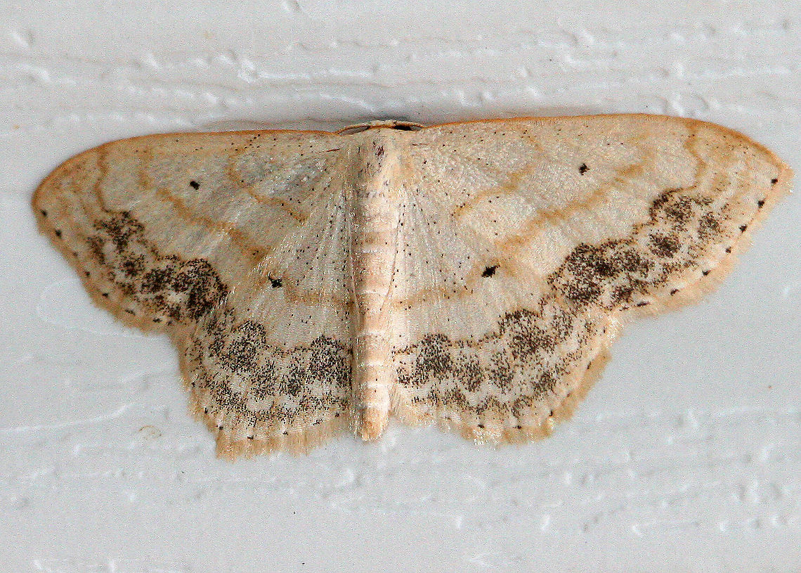 Large Lace Border The wingspan is 25&ndash;30 mm. They have a broad, diffuse band of submarginal spots and well-defined black discal spots. Adults are on wing from late May to late August or early September. Geotagged,Large Lace Border,Large Lace-border,Large-lace Border Moth,Scopula,Scopula limboundata,Summer,United States,moth