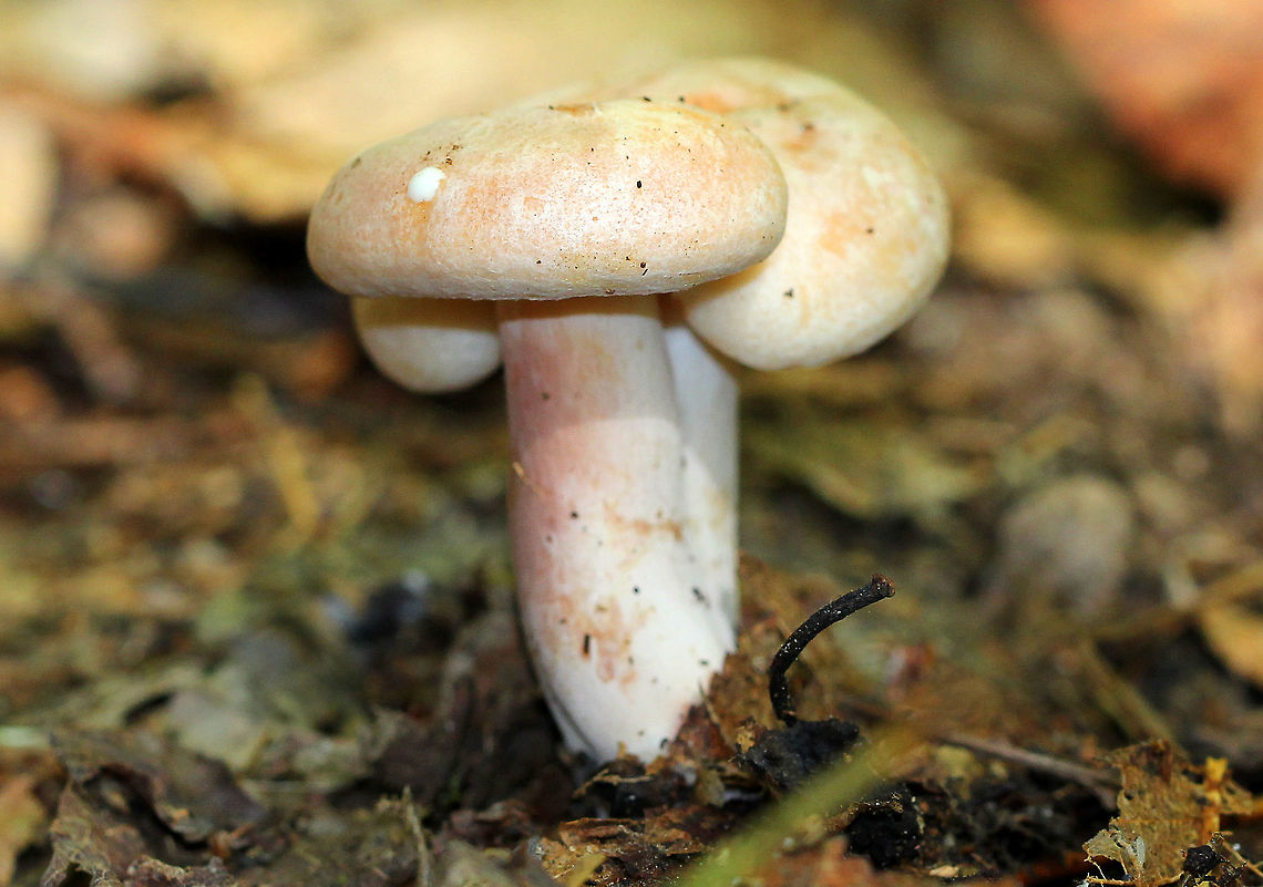 Yellow-staining Milkcap There were technically two mushrooms, but their caps had fused together into one cap. The cap(s) were convex with an inrolled margin. Color was cinnamon-pink to tan. Milk started to leak out of the cap as soon as I gently touched the mushroom &ndash; even on the outside of the cap! The gills also oozed profusely with a slight touch. The milk was initially white, but turned yellow within a few seconds on exposure to air.  Geotagged,Lactarius vinaceorufescens,Summer,United States,Yellow-staining Milkcap,fungus,lactarius,milkcap,mushroom