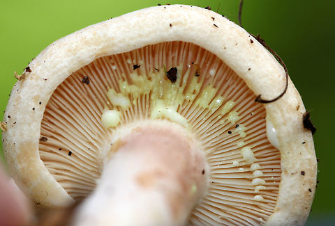 Yellow-staining Milkcap The cap was convex with an inrolled margin. Color was cinnamon-pink to tan. Milk started to leak out of the cap as soon as I gently touched the mushroom &ndash; even on the outside of the cap! The gills also oozed profusely with a slight touch. The milk was initially white, but turned yellow within a few seconds on exposure to air.  Geotagged,Lactarius vinaceorufescens,Summer,United States,Yellow-staining Milkcap,fungus,lactarius,milkcap,mushroom