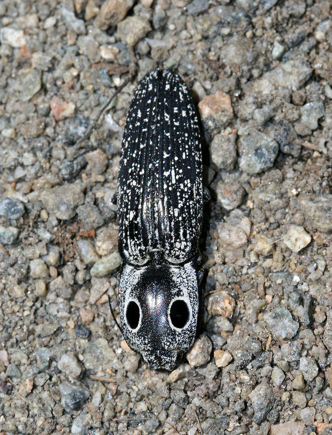 Eyed Click Beetle This gorgeous beetle was close to 4cm long and had spectacular (and huge) false eyespots! <br />
<br />
Click beetles get their name from the loud clicking noise they make from forcefully snapping their bodies.  Elaterids have a spine on the underside of their thorax. This spine fits into a notch on the second thoracic body segment between their legs. The beetle flexes its body so that the spine quickly releases, making an audible &quot;click&quot;.  This mechanism can catapult the beetle 4cm or higher into the air! Should a predator grab onto this beetle, the clicking mechanism can help eject the beetle from its tormentor&#039;s grasp! Alaus oculatus,Eastern Eyed Click Beetle,Geotagged,Spring,United States,beetle,eyed click beetle