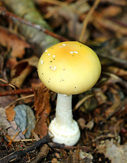 Funnel-veil Amanita Yellow, conical cap with small, white warts. Crowded, white gills with short gills frequent.  The stipe was white and shaggy, terminating in a basal bulb. Amanita velatipes,Funnel-veil Amanita,Geotagged,Summer,United States,amanita,fungus,mushroom