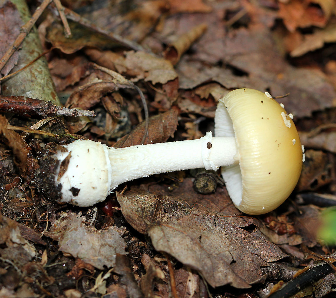 Funnel-veil Amanita Yellow, conical cap with small, white warts. Crowded, white gills with short gills frequent. The stipe was white and shaggy, terminating in a basal bulb.  Amanita velatipes,Funnel-veil Amanita,Geotagged,Summer,United States,amanita,fungus,mushroom