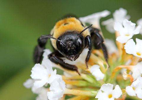 Xylocopa virginica  Eastern Carpenter Bee,Geotagged,Summer,United States,Xylocopa virginica,bee